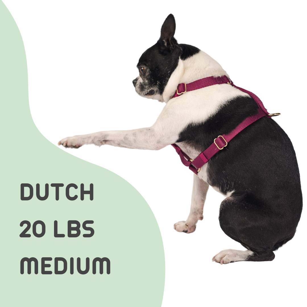 UNIMIN My-fit Adjustable Harness in Mulberry Red, worn by a 20-pound dog, featuring front and back D-rings for control.