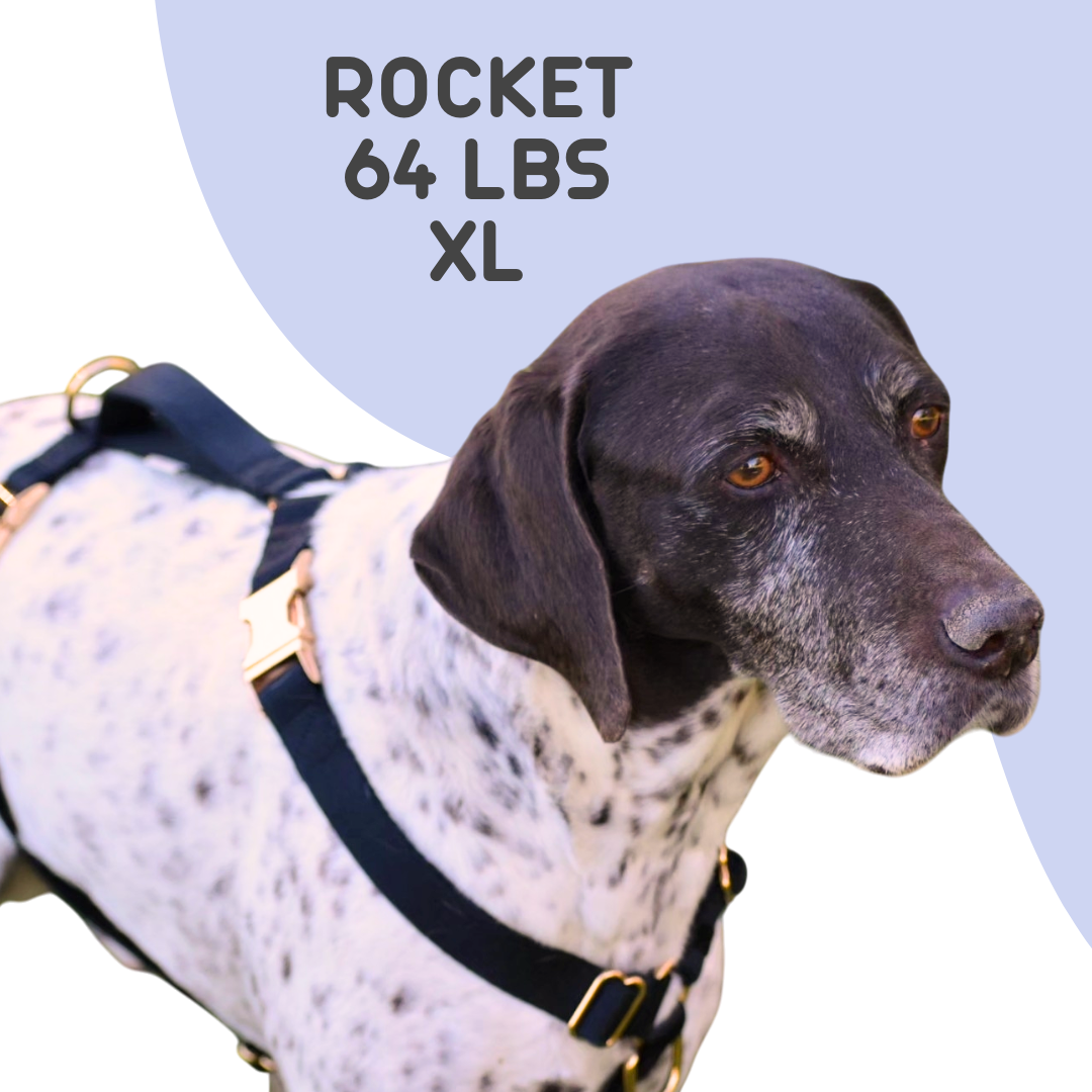 UNIMIN My-fit Adjustable Harness, shown on a 64-pound dog with durable REPREVE® fiber straps.