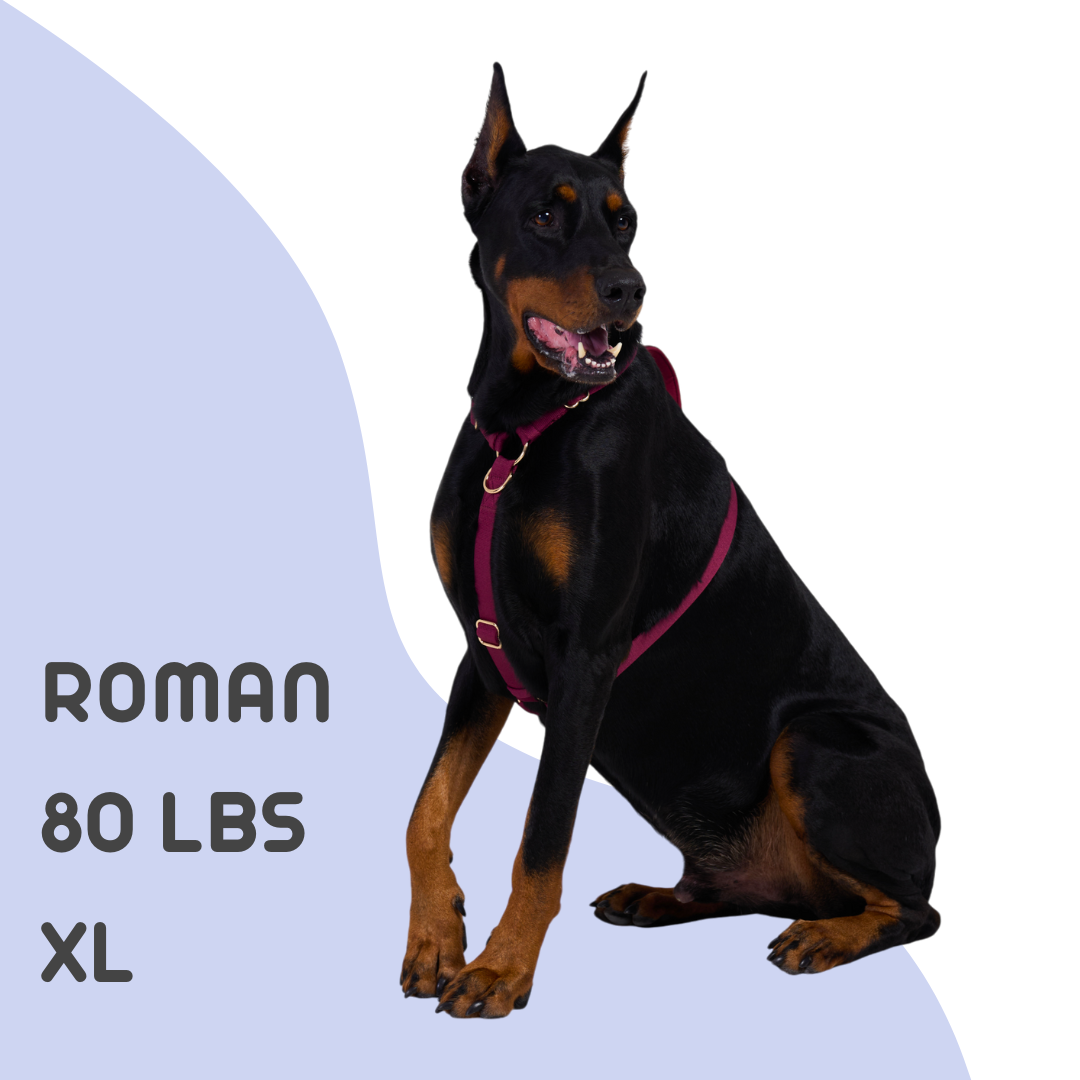 UNIMIN My-fit Adjustable Harness, comfortably fitted on an 80-pound large dog for optimal control and safety.