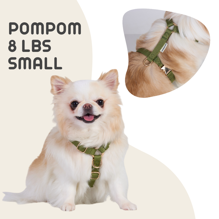 UNIMIN My-fit Adjustable Harness in Pistachio Green, shown on an 8-pound dog with snug, adjustable straps.