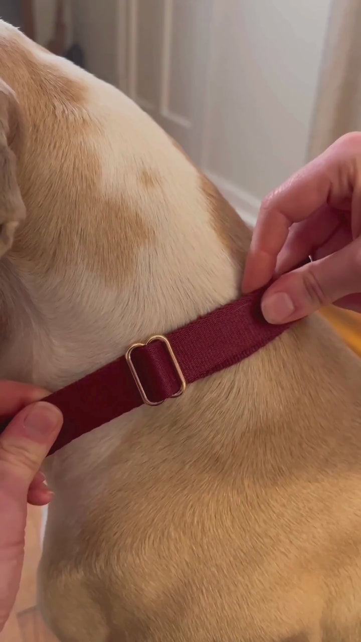 Dog wearing the UNIMIN My-fit Adjustable Harness, demonstrating comfort and proper fit.